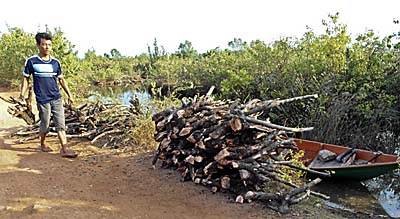 Mangrove Wood as Firewood by Asienreisender